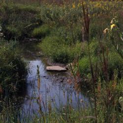 Willoway Brook through the Schulenberg Prairie