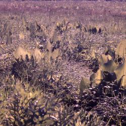 Prairie Dew and Silphiums 