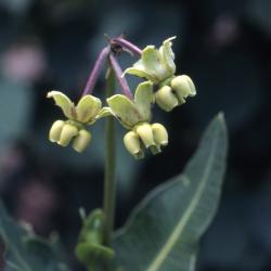 Asclepias meadii Torr. ex Gray (Mead’s milkweed), flowers
