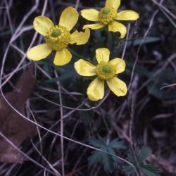 Ranunculus rhomboideus (prairie buttercup), flowers