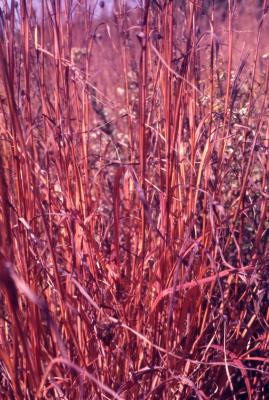 Andropogon gerardii Vitman (big bluestem), stalks and leaves