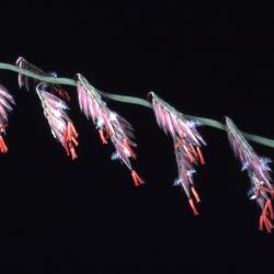 Bouteloua curtipendula (Michx.) Torr. (side-oats grama grass), close-up of flowers
