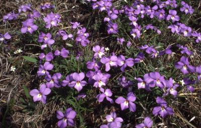 Viola pedata L. (bird’s foot violet), flowers