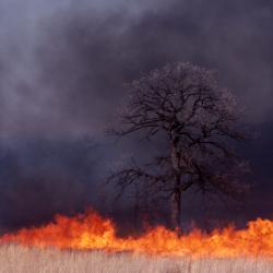 Fire Around a Burr Oak