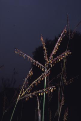 Andropogon gerardii Vitman (big bluestem), seeds on stems 
