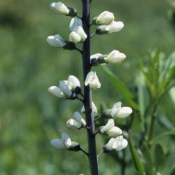 Baptisia alba var. macrophylla (Larisey) Isley (white wild indigo), flowers
