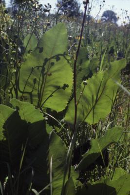 Silphium terebinthinaceum Jacq. (prairie dock), leaves and stalks 