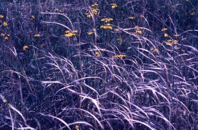 Packera paupercula (Michx.) Á.Löve & D.Löve (balsam ragwort) and Spartina pectinata Link (prairie cord grass), habit, habitat