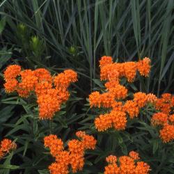 Asclepias tuberosa L. (butterfly weed), flowers