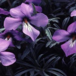 Viola pedata L. (bird’s foot violet), flowers
