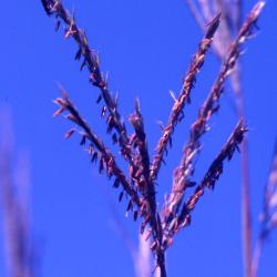 Andropogon gerardii Vitman (big bluestem), seeds on stems