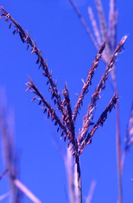 Andropogon gerardii Vitman (big bluestem), seeds on stems