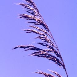 Sorghastrum nutans (L.) Nash (Indian grass), seeds on stems