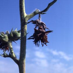 Silphium laciniatum L. (compass plant), top of stalk with weevil damage