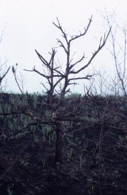 Quercus macrocarpa Michx. (bur oak), habit