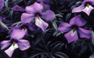 Viola pedata L. (bird’s foot violet), flowers
