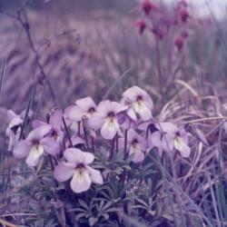 Viola pedata L. (bird’s foot violet), flowers, habit