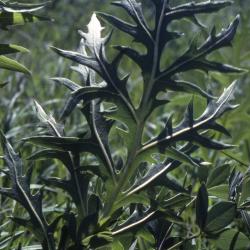 Silphium laciniatum L. (compass plant), leaves
