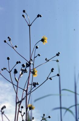 Silphium terebinthinaceum Jacq. (prairie dock), flowers and buds on stems
