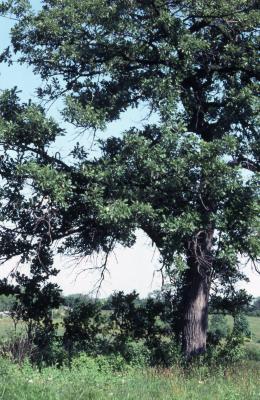 Quercus macrocarpa Michx. (bur oak), habit