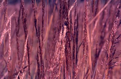 Sorghastrum nutans (L.) Nash (Indian grass), seeds 