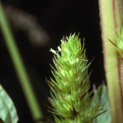 Amaranthus powellii S.Wats. (Powell's amaranth), close-up of inflorescence
