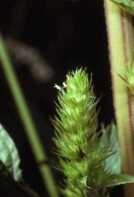 Amaranthus powellii S.Wats. (Powell's amaranth), close-up of inflorescence
