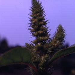Amaranthus hybridus L. (green amaranth), close-up of inflorescence
