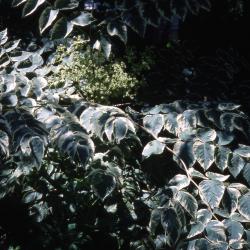 Aralia elata 'Variegata' (Variegated Japanese Aralia), leaves on branches