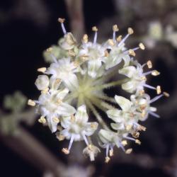 Aralia elata (Miq.) Seem. (Japanese angelica tree), close-up of flowers, inflorescence