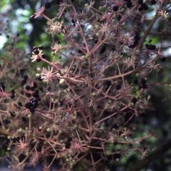 Aralia elata (Miq.) Seem. (Japanese angelica tree), inflorescence 