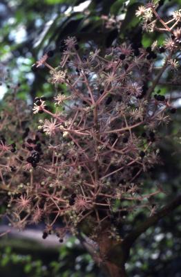 Aralia elata (Miq.) Seem. (Japanese angelica tree), inflorescence 