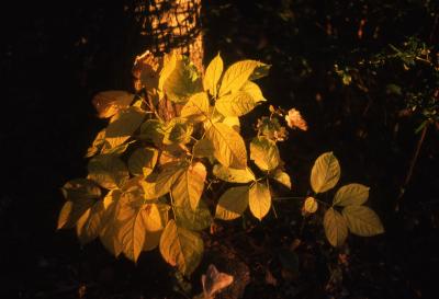 Aralia nudicaulis L. (wild sarsparilla), leaves