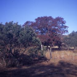 Two Oaks and a Texas Madrone (  Quercus texana, Quercus fusiformis, Arbutus x alapensis)