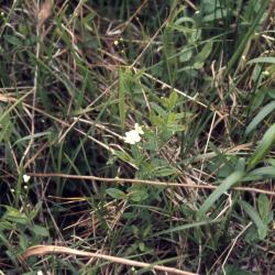 Moehringia lateriflora (L.) Fenzl (bluntleaf sandwort), habit