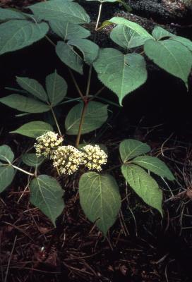 Aralia nudicaulis L. (wild sarsparilla), flowers and leaves 
