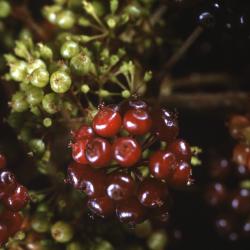 Aralia racemosa L. (American spikenard), close-up of fruit