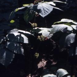 Aralia racemosa L. (American spikenard), habit