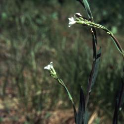Arabis drummondii A. Gray (Drummond's rockcress), leaves and flowers on stems