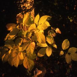 Aralia nudicaulis L. (wild sarsparilla), leaves