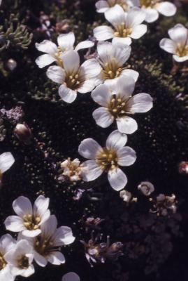 Minuartia obtusiloba (Rydb.) House (alpine sandwort), close-up of flowers