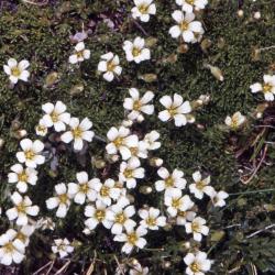 Minuartia obtusiloba (Rydb.) House (alpine sandwort), habit