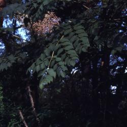 Aralia elata (Miq.) Seem. (Japanese angelica tree), leaves on branch
