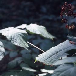 Aralia racemosa L. (American spikenard), side view of leaves and fruit