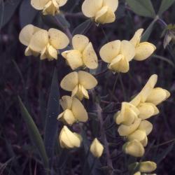 Baptisia bracteata (long-bracted wild indigo), flowers on stem