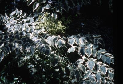 Aralia elata 'Variegata' (Variegated Japanese Aralia), leaves on branches