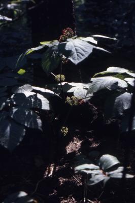 Aralia racemosa L. (American spikenard), habit