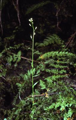 Arabis hirsuta (L.) Scop. var. glabrata Torr. & A. Gray (mountain rock cress), habit