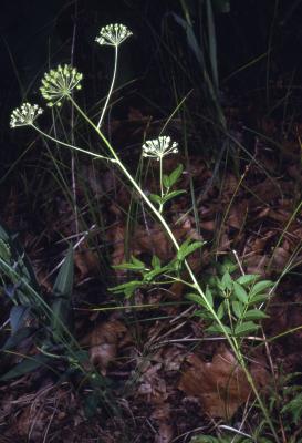 Aralia hispida Vent. (bristly sarsparilla), habit