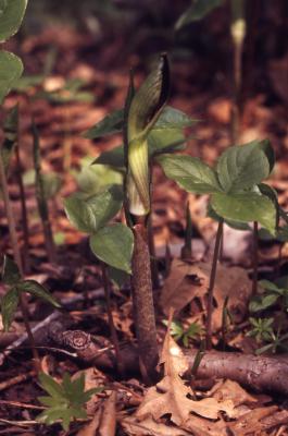 Arisaema triphyllum (L.) Schott (Jack-in-the-pulpit), leaf, young